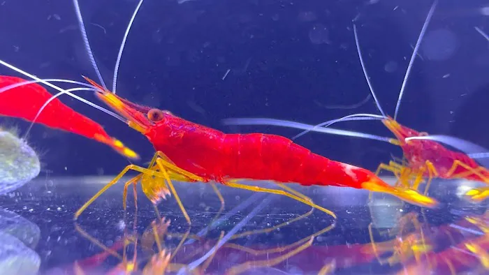 Bright Aquarium 9