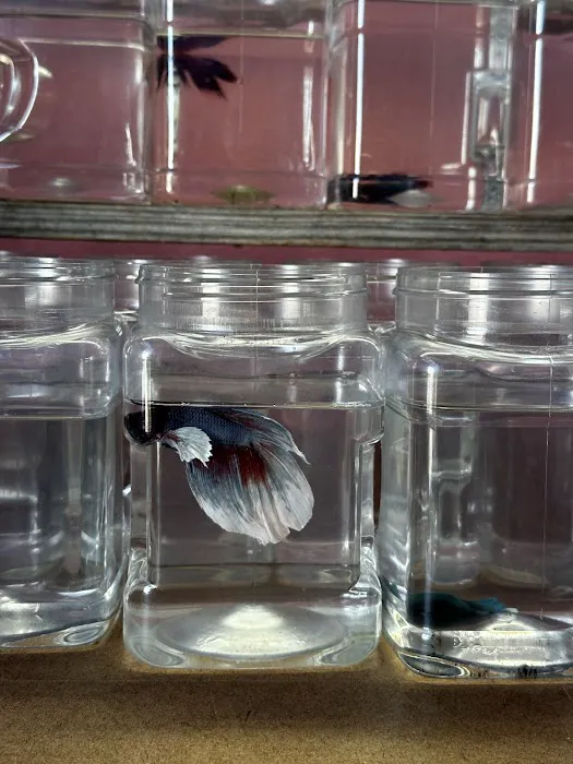 Bright Aquarium 5