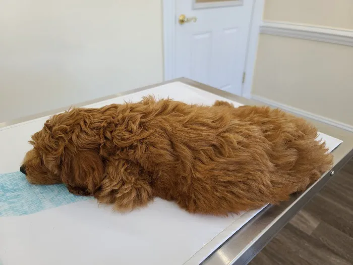 Atlantic Veterinary Hospital 12