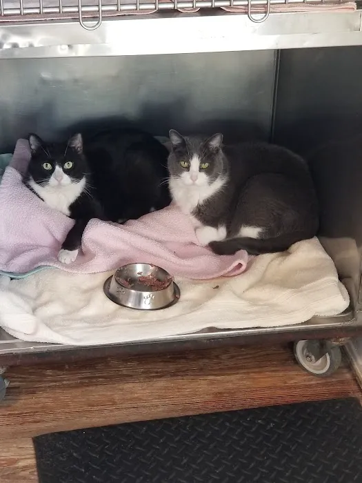 Beach Animal Hospital and Specialty Services 12