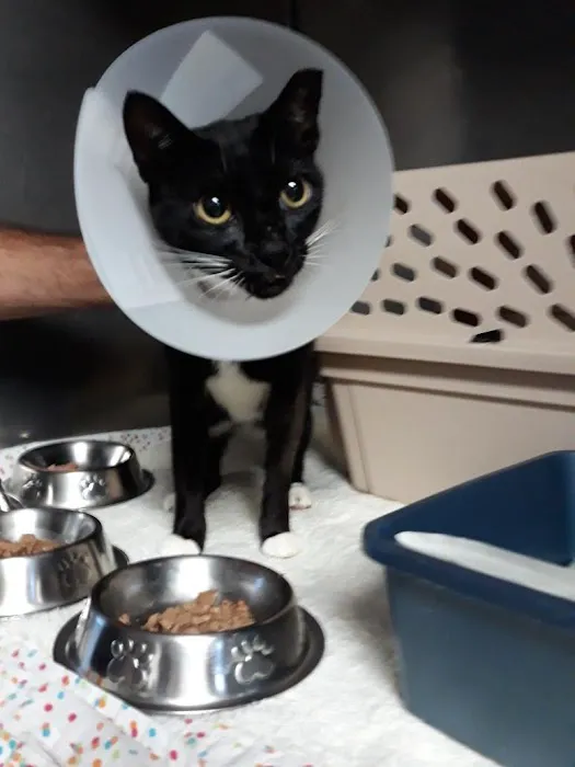 Beach Animal Hospital and Specialty Services 12