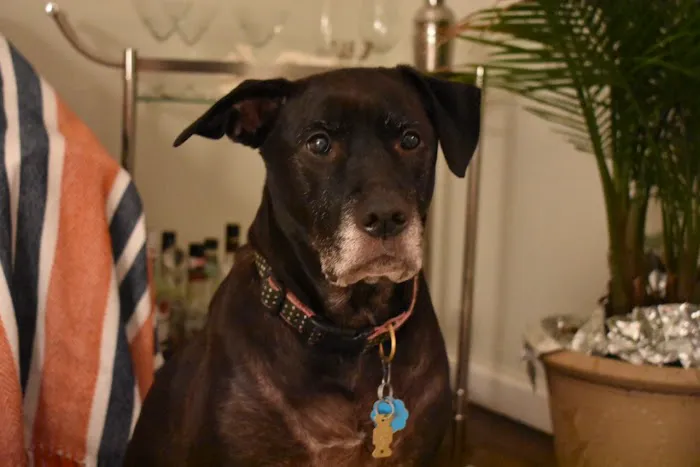 Beach Animal Hospital and Specialty Services 12