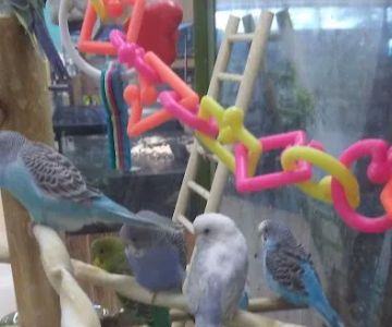 Petco
