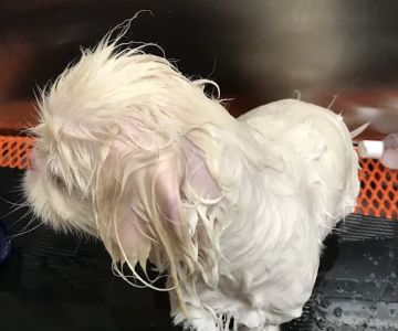 Unleashed by Petco