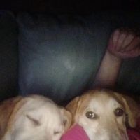 All Paws Veterinary Hospital ico