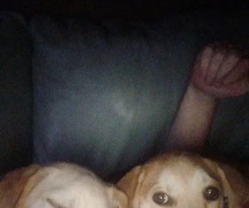 All Paws Veterinary Hospital