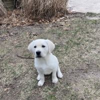 Point Pleasant Veterinary Hospital ico