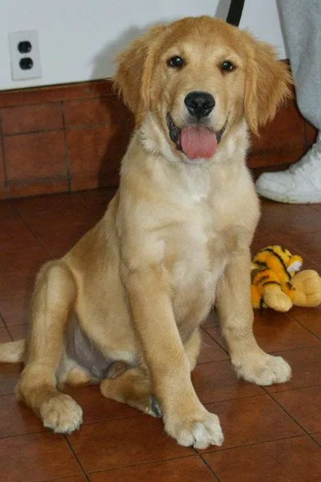 Shrewsbury Animal Hospital 8