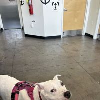 City By The Sea Veterinary ico