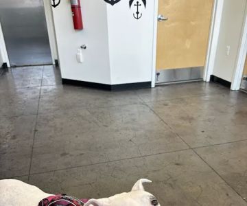 City By The Sea Veterinary