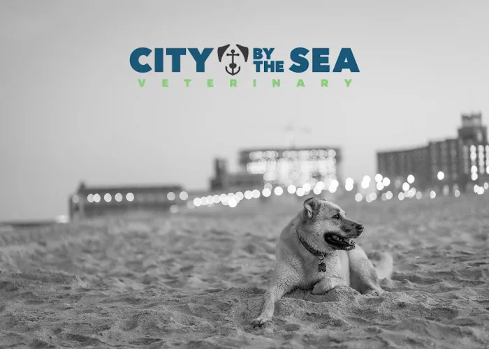 City By The Sea Veterinary 12