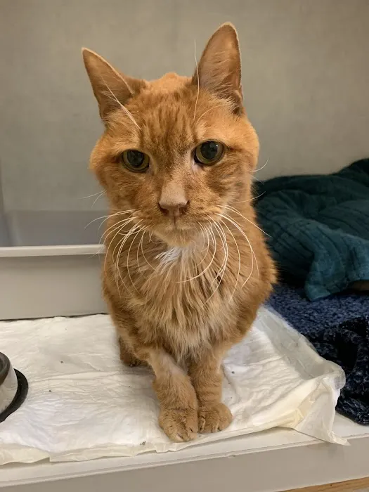 Oakhurst Veterinary Hospital 12