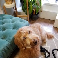 Prism Integrative Veterinary Health ico