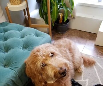 Prism Integrative Veterinary Health