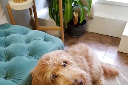 Prism Integrative Veterinary Health