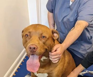 Naturopawthic Veterinary Wellness Center
