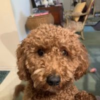 Swimming River Veterinary Hospital ico