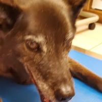 Little Silver Animal Hospital ico