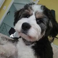Two Rivers Animal Hospital ico