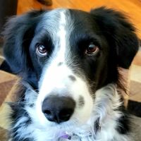 Mosaic Animal Health Center Fair Haven ico