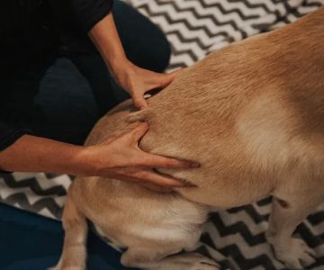 Copper Moon Veterinary Wellness