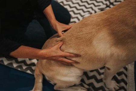 Copper Moon Veterinary Wellness