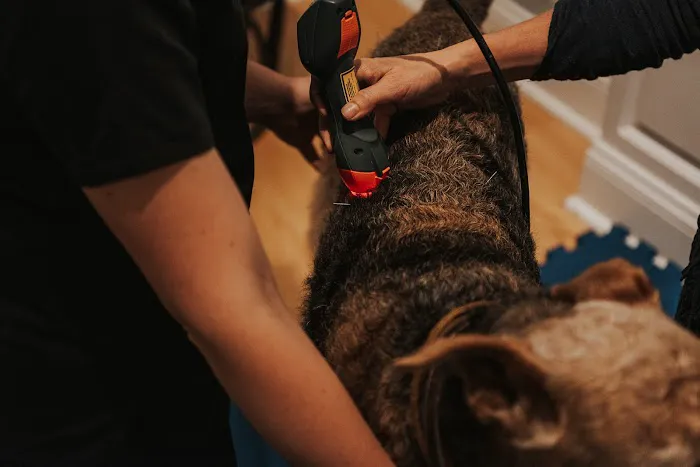 Copper Moon Veterinary Wellness 12