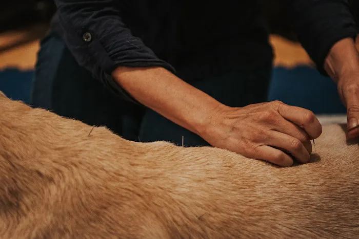 Copper Moon Veterinary Wellness 12