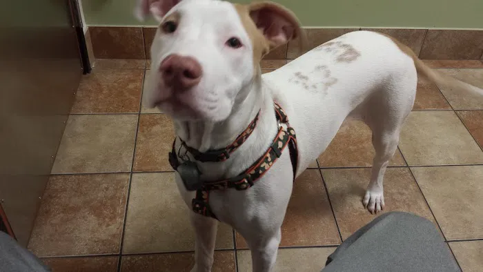 Banfield Pet Hospital 12