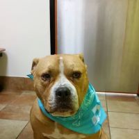Banfield Pet Hospital ico