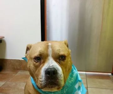 Banfield Pet Hospital