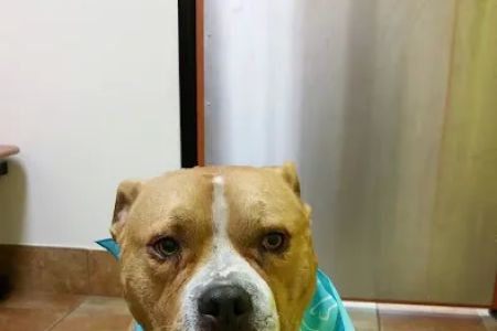 Banfield Pet Hospital