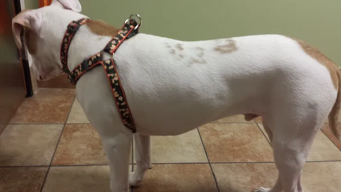 Banfield Pet Hospital 12