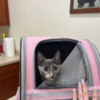 Banfield Pet Hospital ico
