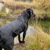 Hello Ralphie New Jersey Online Veterinarian ico