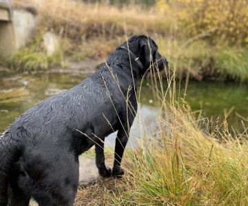 Hello Ralphie New Jersey Online Veterinarian
