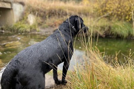 Hello Ralphie New Jersey Online Veterinarian