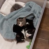 Metuchen Veterinary Hospital ico