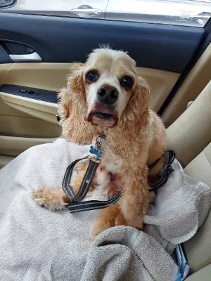 Amboy Avenue Animal Hospital 12