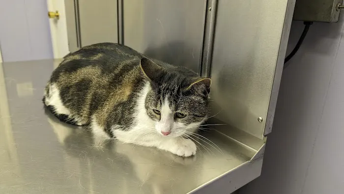 Amboy Avenue Animal Hospital 12
