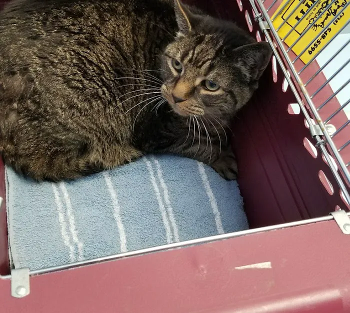 Just Cats Veterinary Care 12
