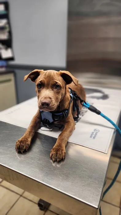 Animal Hospital of Sayreville 12