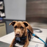Animal Hospital of Sayreville ico