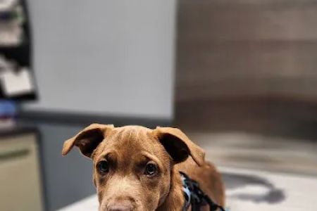 Animal Hospital of Sayreville