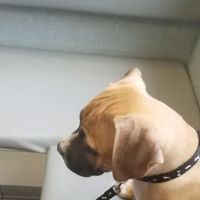 Chiosi Joseph R DVM ico