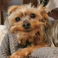 Sayrebrook Veterinary Hospital ico