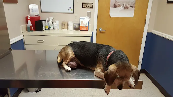 VCA Iselin Animal Hospital 12