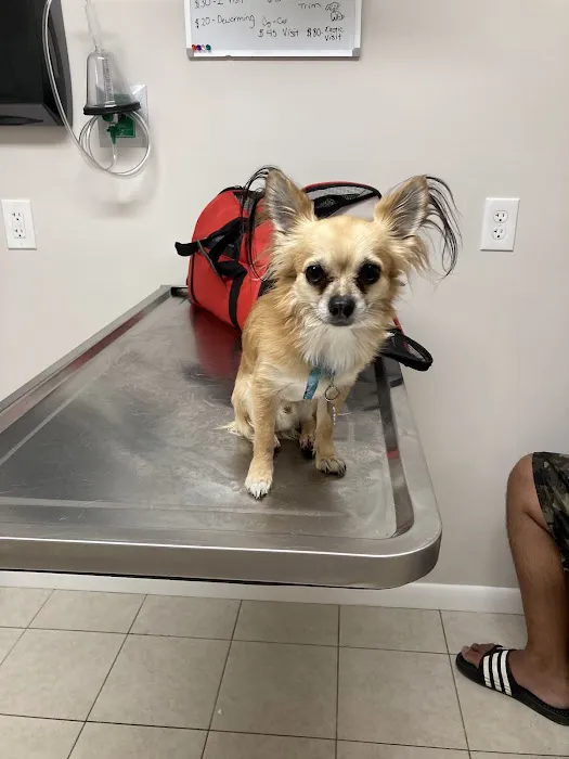 Animal Hospital Of Perth Amboy 12
