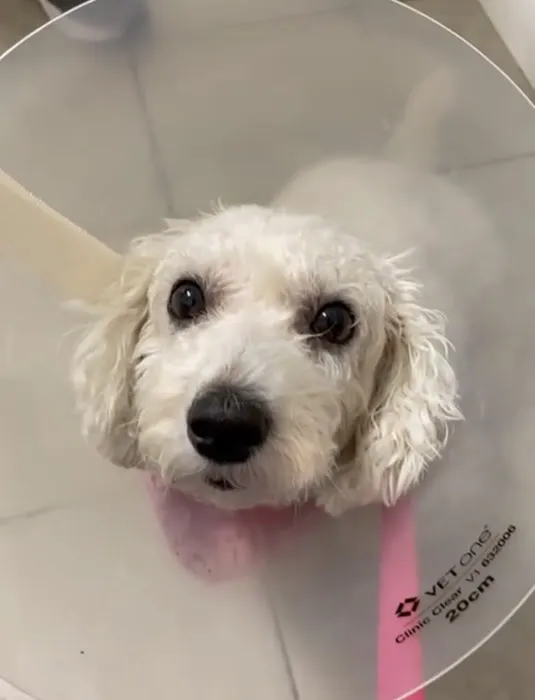 Animal Hospital Of Perth Amboy 12