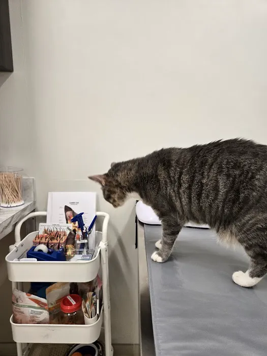 Animal Dermatology Clinic 12
